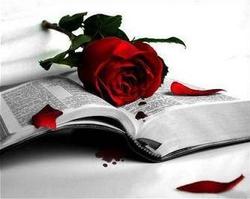 Sant Jordi. Rosa i llibre
