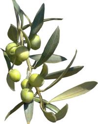 A l'olivera