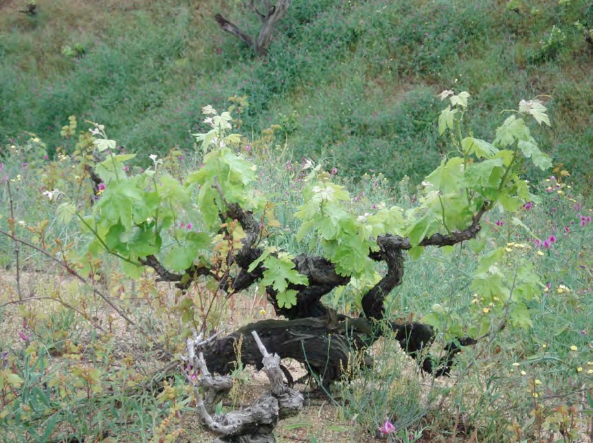 Passejades parc Montnegre i el Corredor: La vinya i el vi