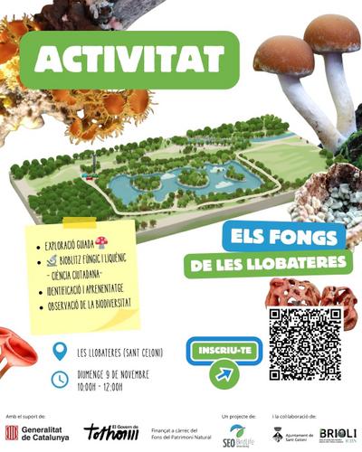 Els fong a les Llobateres