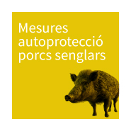 Autoprotecci porc senglars