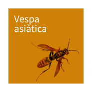 Vespa Asiàtica