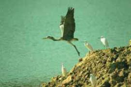 Bernat pescaire aixecant el vol