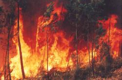 Incendi forestal