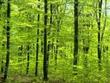 Jornada Divulgaci� M�n Forestal