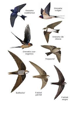 cuarogenca arriba a Sant Celoni, una de les primeres