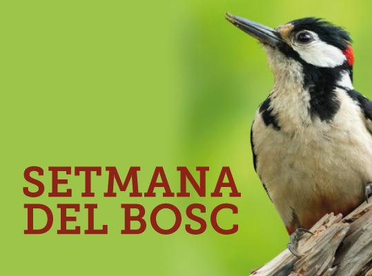 setmana del bosc setmana del bosc